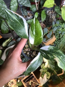 Philodendron White Princess Marble/Galaxy