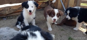 Border Collie szczenięta metryka ZKwP Starogard Gd