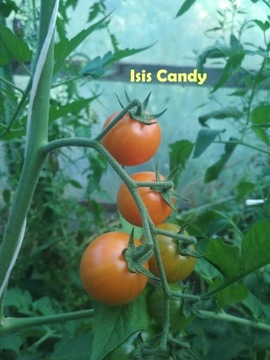 Isis Candy - nasiona kolekcjonerskie pomidora