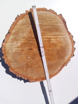 Plaster drzewa Brzoza