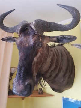 Medalion antylopy gnu