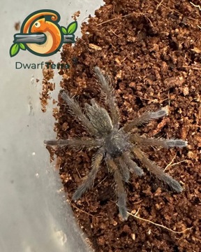 Ptasznik Harpactira pulchripes L1/L2