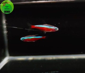 Neon czerwony Rybki akwariowe Hodowla 
