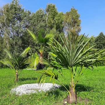  Palma Trachycarpus fortunei 