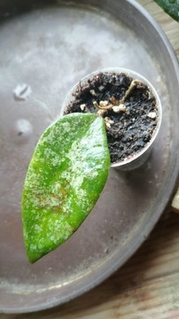 Hoya caudata silver splash ukorzeniona