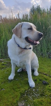 Labrador retriever krycie rodowód