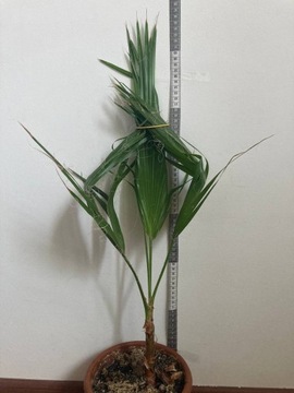 Turecka palma 65 cm żywa palma