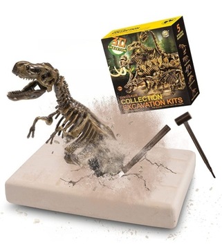MUSCCCM Dinozaur Szkielet Wykopani