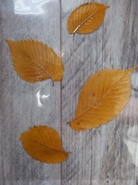 Jesienny liść WIĄZ SZYPUŁKOWY suszony laminowany 