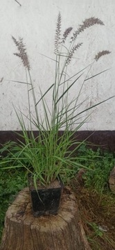 Trawa ozdobna duża sadzonka - miskant, rozplenica