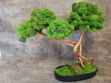 Drzewko z mchu chroboteka  Bonsai z chroboteka 