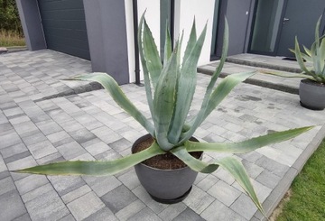 Agave blue Agawa kaktus ogrodowa 130cmCzęstochowa 