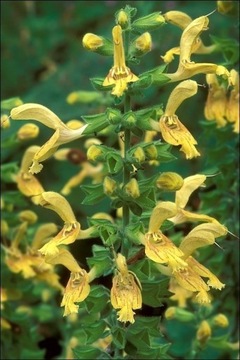 Salvia glutinosa. Szałwia lepka.10n