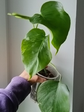 Monstera deliciosa variegata 