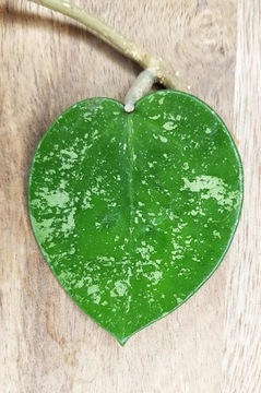 Hoya Acuta heart leaves splash 