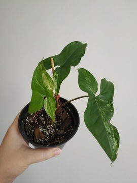 Syngonium emerald gem variegata  - roślina doniczkowa