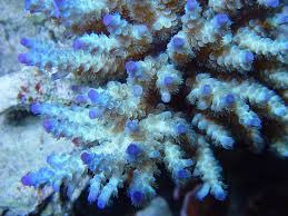 Acropora koralowce sps szczepki akwarium morskie