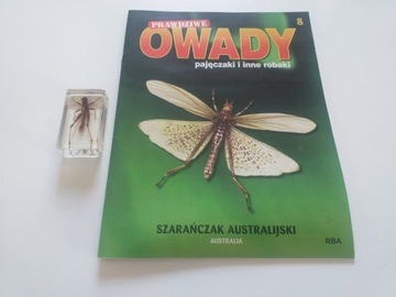 Prawdziwe owady 8 Szarańczak australijski