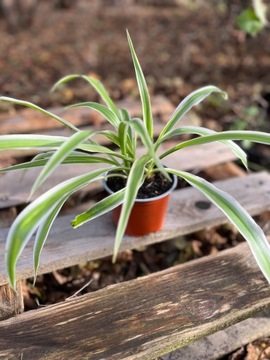 Zielistka Sternberga Chlorophytum Ocean