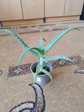 Aloes sadzonka różne wymiary 