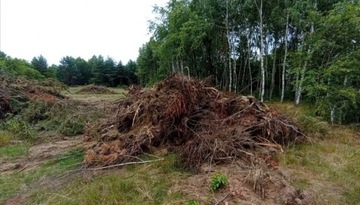 Korzenie drzew, karpy, gałęzie