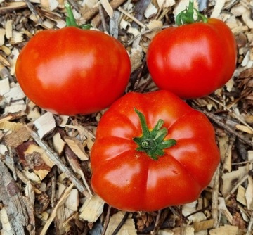 pomidor Marmande nasiona kolekcjonerskie