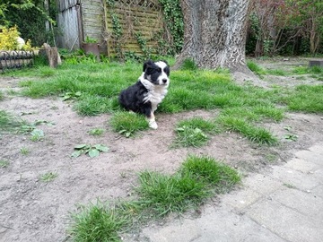 Border collie szczeniak suczka