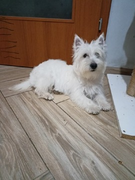 West highland white terrier