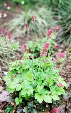 Żurawka, żurawkotenella, pink revolution heuchera