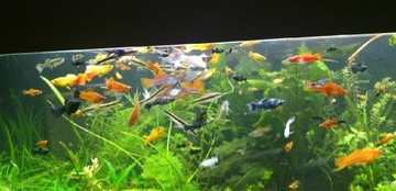 Ryby do akwarium