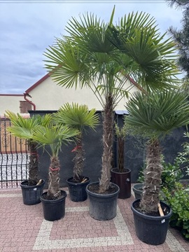 Trachycarpus fortunei 3.5 m 