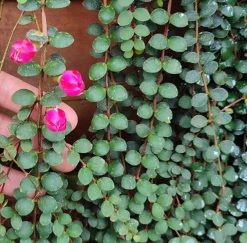 Medinilla sedifolia gratka dla kolekcjonerów 