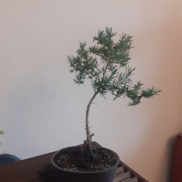 Rozmaryn bonsai  