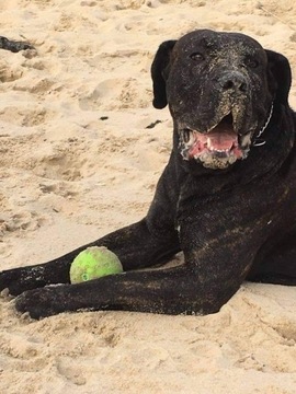 Szczenięta Presa Canario, rodowód ZKwp