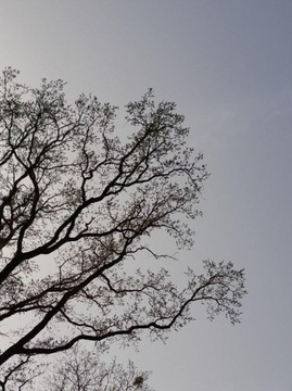 obrazek ozdobny rozm. 10x15 cm.  Drzewo