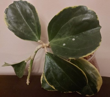 Hoya pachyclada albomarginata