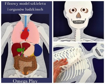 Model anatomiczny z filcu z FISZKAMI. Oryginalny.