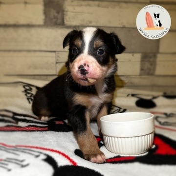 Piesek Border Collie Tricolor brązowy z Rodowodem 