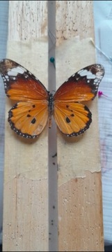 Motyl Danaus chrysippus ASYMETRYCZNY! Rarytas