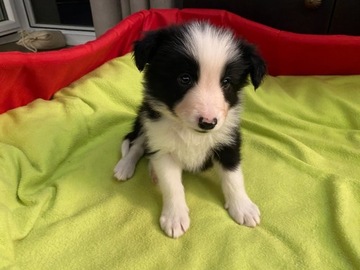 Szczeniaki Border Collie