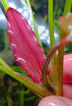 Echinodorus cała różowa żabienica cud natury łatwa