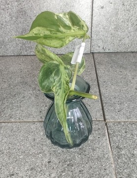 Philodendron hadereceum 
