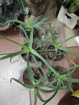 Aloes domowy, roślina lecznicza.