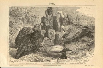 Zwierzęta cz. 16   oryginalne XIX w. grafiki 