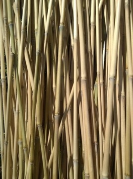 Tyczka podpórka do rośłin pomidorów tyczki bambus