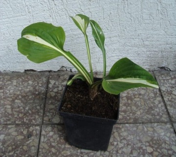 Hosta Funkia variegata 