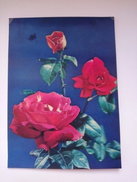 Widokówka 3D stara - kwiaty róże