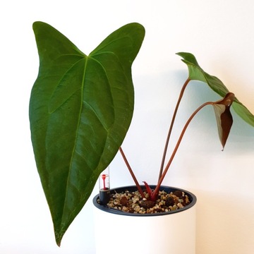 Anthurium Amazon Rabbit - Forgetii x Pinkleyii