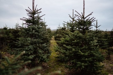 Świerk srebrny  (Picea pungens)  40zł szt. HURT