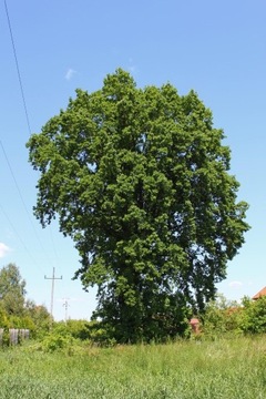Sadzonki drzew:Klon Dąb Olcha Jarząb DUŻE ok 200cm